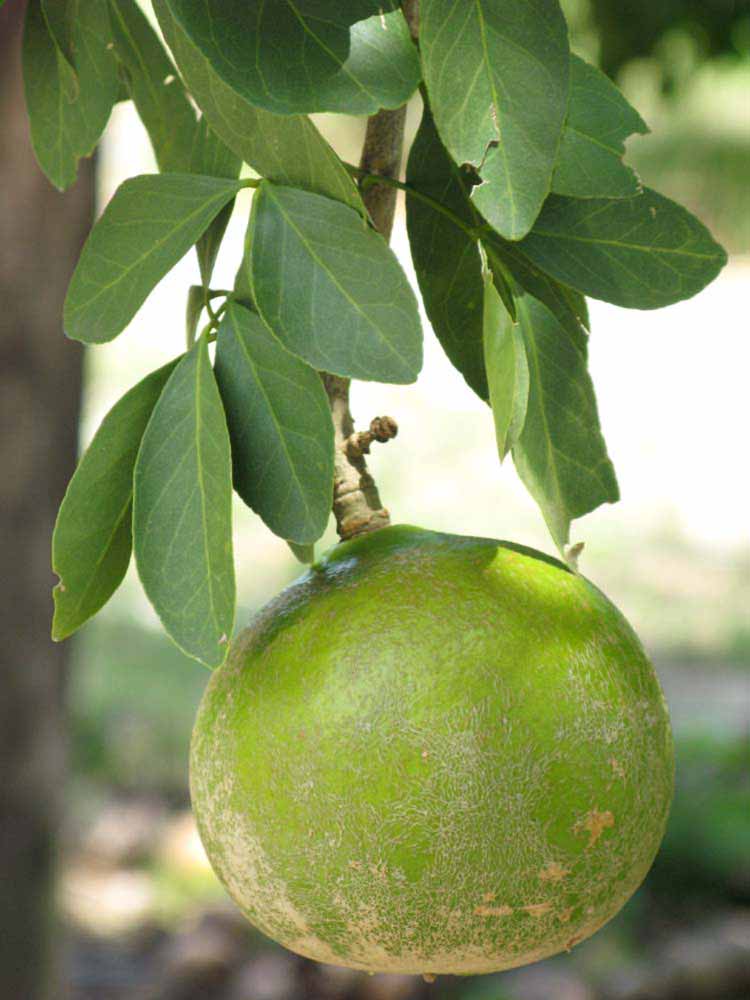              Fruit of  Afraegle paniculata             (Winter Haven, FL)       
